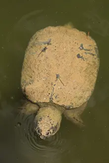 Chelydra: Snapping turtle(s), Chelydra serpentina, Maryland