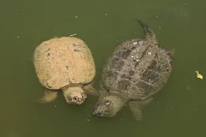 Chelydra: Snapping turtle(s), Chelydra serpentina, Maryland