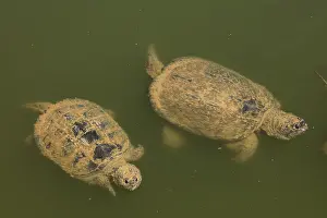 Chelydra: Snapping turtle(s), Chelydra serpentina, Maryland
