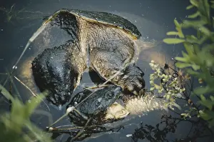 Chelydra: Snapping Turtles Mating