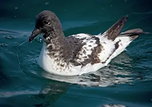 Snares: Snares Cape pigeon / Cape Petrel
