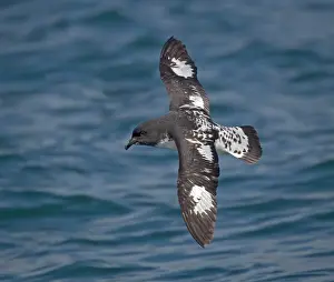 Snares: Snares Cape pigeon / Cape Petrel - in flight, at sea