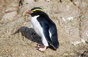 Snares: Snares Crested Penguin