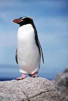 Snares: SNARES CRESTED PENGUIN