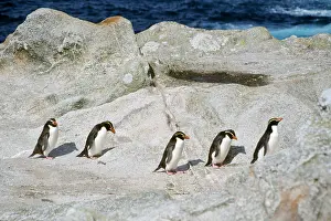 Marching: Snares Crested Penguin - marching inland to moult