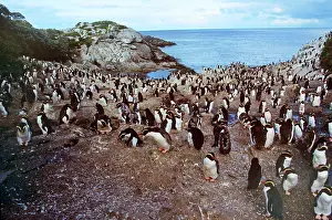 Snares: Snares Crested Penguin - moulting