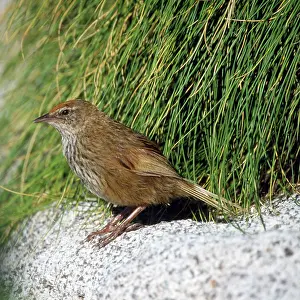 Punctata: Snares Island Fernbird