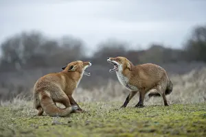 Jaws: Snarling... Fox, red fox (Vulpes vulpes)