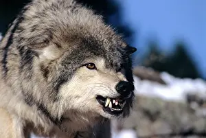 Snarling: Snarling Gray or Timber Wolf(Canis Lupus)