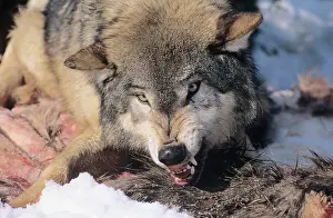 Snarling: Snarling Gray or Timber Wolf(Canis Lupus)