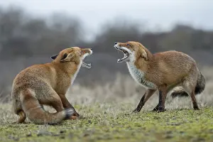 Jaws: Snarling... Red fox (Vulpes vulpes)