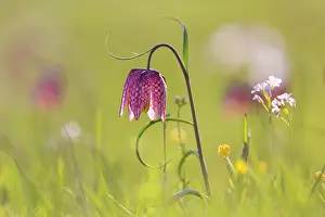 Fritillaria: Sneaks Head - flowering - Germany
