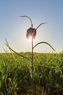 Fritillaria: Sneaks Head - flowering - Germany