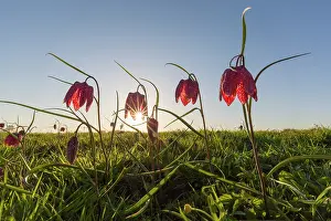 Fritillaria: Sneaks Head - flowering - Germany