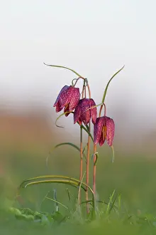 Fritillaria: Sneaks Head - flowering - Germany