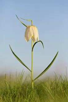 Fritillaria: Sneaks Head - flowering - Germany