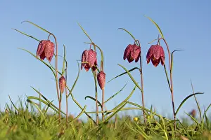 Fritillaria: Sneaks Head - flowering - Germany