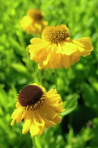 Helens: Sneezeweed, Helenium The Bishop, Yellow coloured flowers g