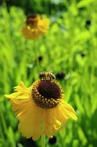 Helens: Sneezeweed, Helenium The Bishop, Yellow coloured flowers g