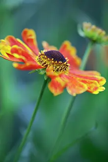 Helenium: Sneezeweed, Helenium Goldrausch, One open flower