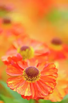 Helens: Sneezeweed, Helenium Karneol, Close up detail of ornage co