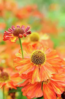 Helens: Sneezeweed, Helenium Karneol, Close up detail of ornage co