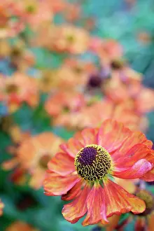 Helens: Sneezeweed, Helenium Karneol, Close up detail of ornage co
