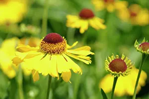 Helens: Sneezeweed, Helenium Wesergold, Yellow coloured flowers gr
