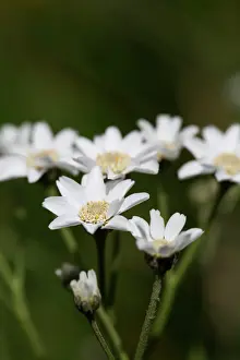 Achillea: Sneezewort