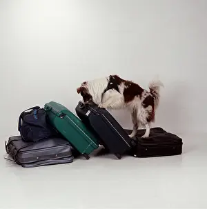 Obedience: SNIFFER DOG - AT WORK Checking suitcases