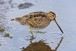 Snipe: Snipe