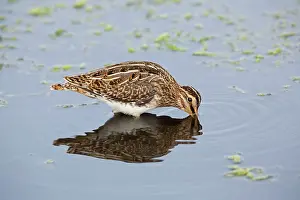Snipe: Snipe