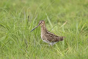 Gallinago: Snipe adult
