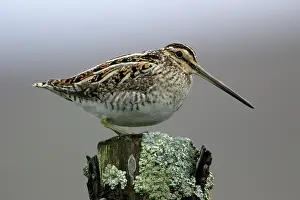 Snipes: Snipe - Adult perched on fence post