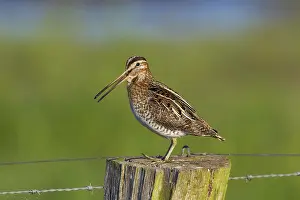 Gallinago: Snipe adult perched on fence post