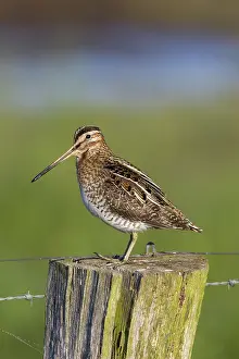 Gallinago: Snipe adult perched on fence post