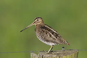 Gallinago: Snipe adult perched on fence post