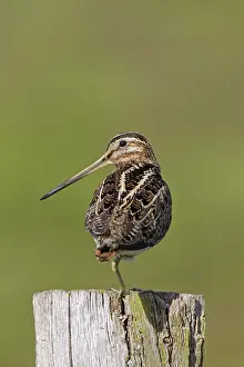 Gallinago: Snipe adult perched on fence post