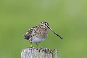 Gallinago: Snipe adult perched on fence post