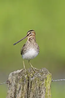Gallinago: Snipe adult perched on fence post