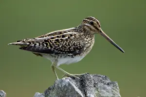 Snipes: Snipe - Adult perched on stone wall