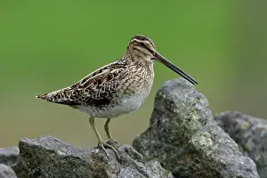 Snipes: Snipe - calling from stone wall
