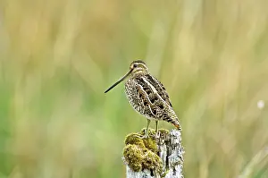 Snipes: Snipe - On fence post