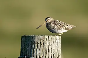 Snipes: Snipe - on fence post
