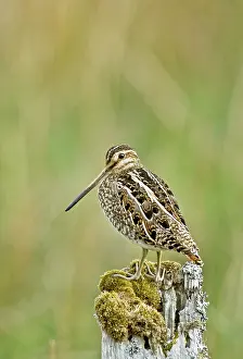 Snipes: Snipe - On fence post looking left
