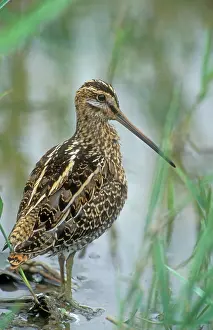 Snipes: SNIPE