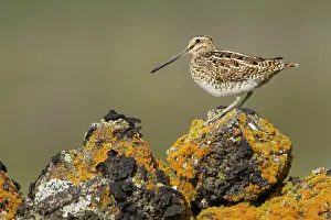 Gallinago: Snipe - on lava rock