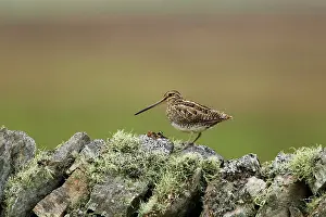 Gallinago: Snipe - on lichen covered drystone wall