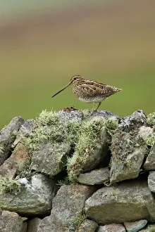 Gallinago: Snipe - on lichen covered drystone wall