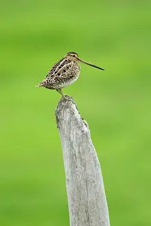 Gallinago: Snipe - on post